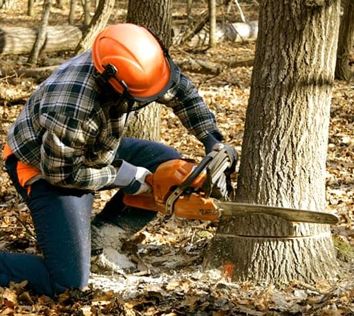 Tree Removal in Petrolia, TX